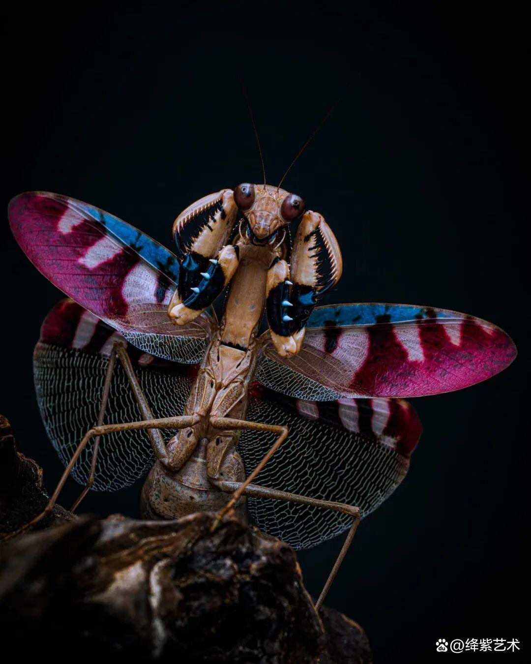 看之前，不就是一只螳螂吗？看之后，天使与恶魔的化身插图10