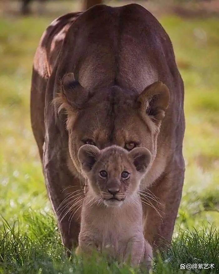 天呀！这20幅可爱的动物摄影，让你烦恼全无插图10