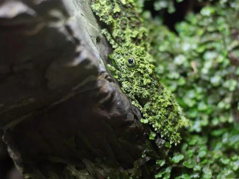 动物伪装大挑战：考验你的眼力，你找对几个？插图18