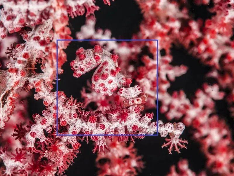 动物伪装大挑战：考验你的眼力，你找对几个？插图13