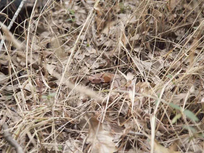 动物伪装大挑战：考验你的眼力，你找对几个？插图8