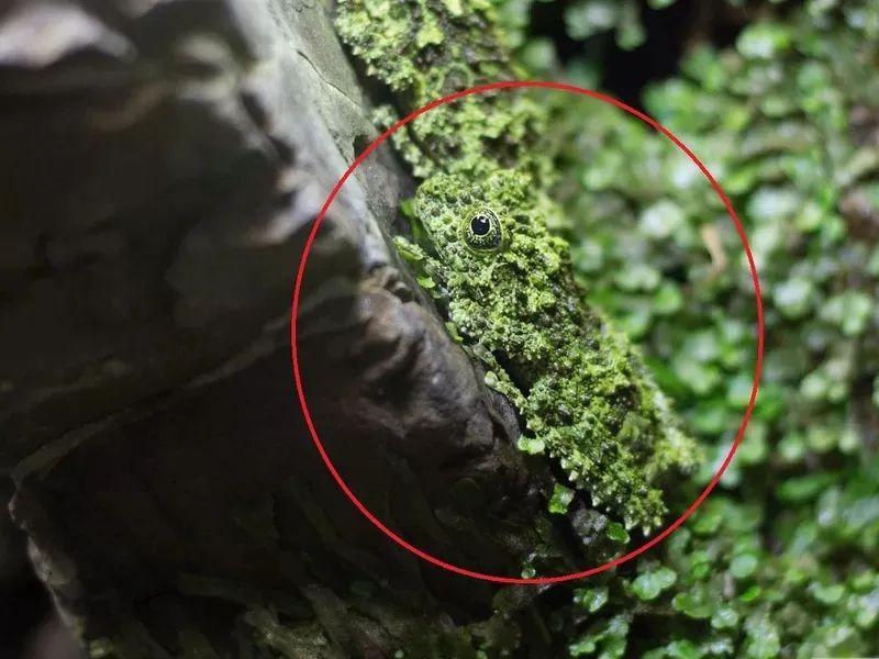 动物伪装大挑战：考验你的眼力，你找对几个？插图19