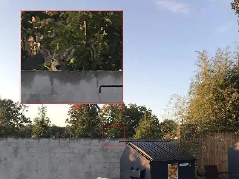 动物伪装大挑战：考验你的眼力，你找对几个？插图23