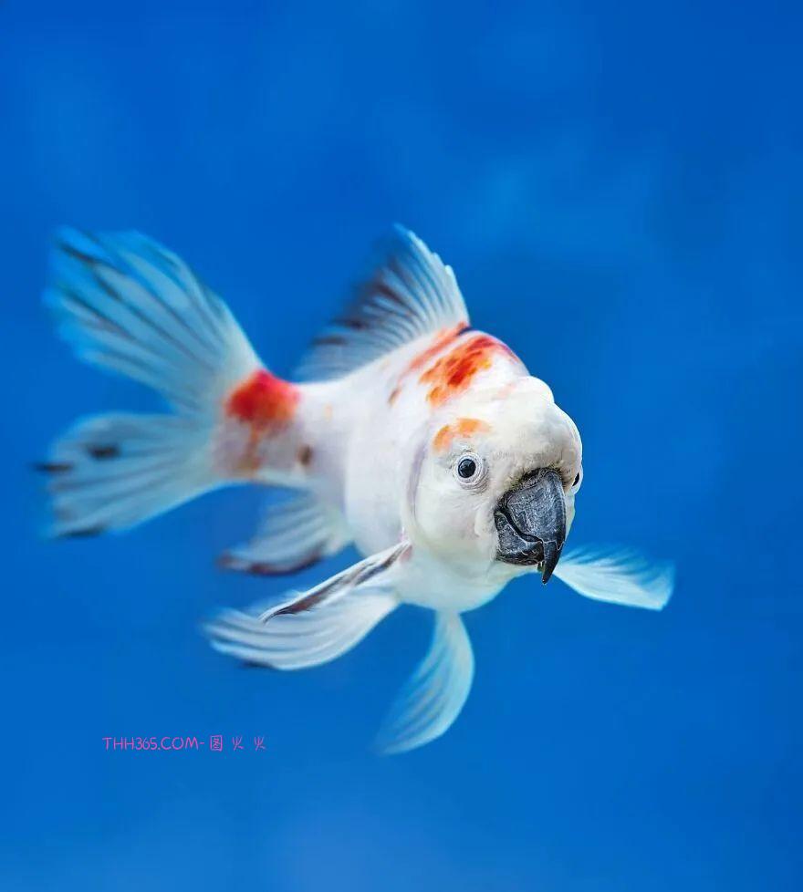 太有趣了！16幅异想天开的混搭动物，越看越有意思插图2