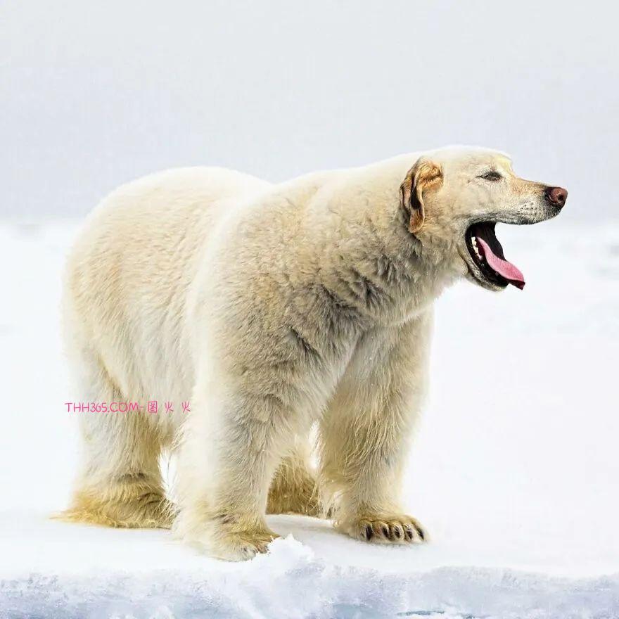 太有趣了！16幅异想天开的混搭动物，越看越有意思插图7