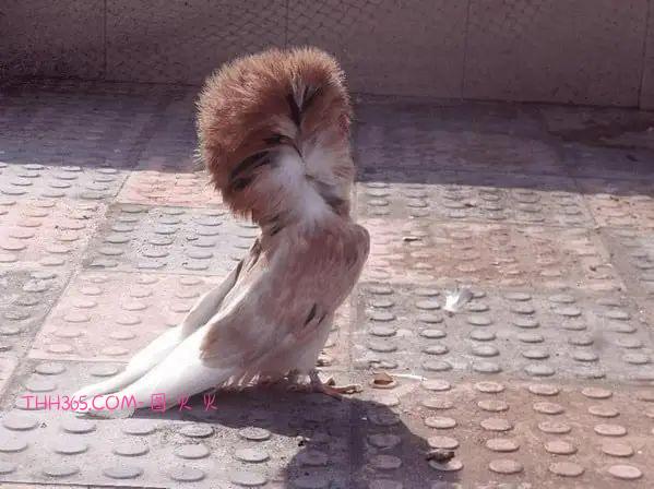 12种令人心情愉悦的独特动物，让人惊叹不已插图10