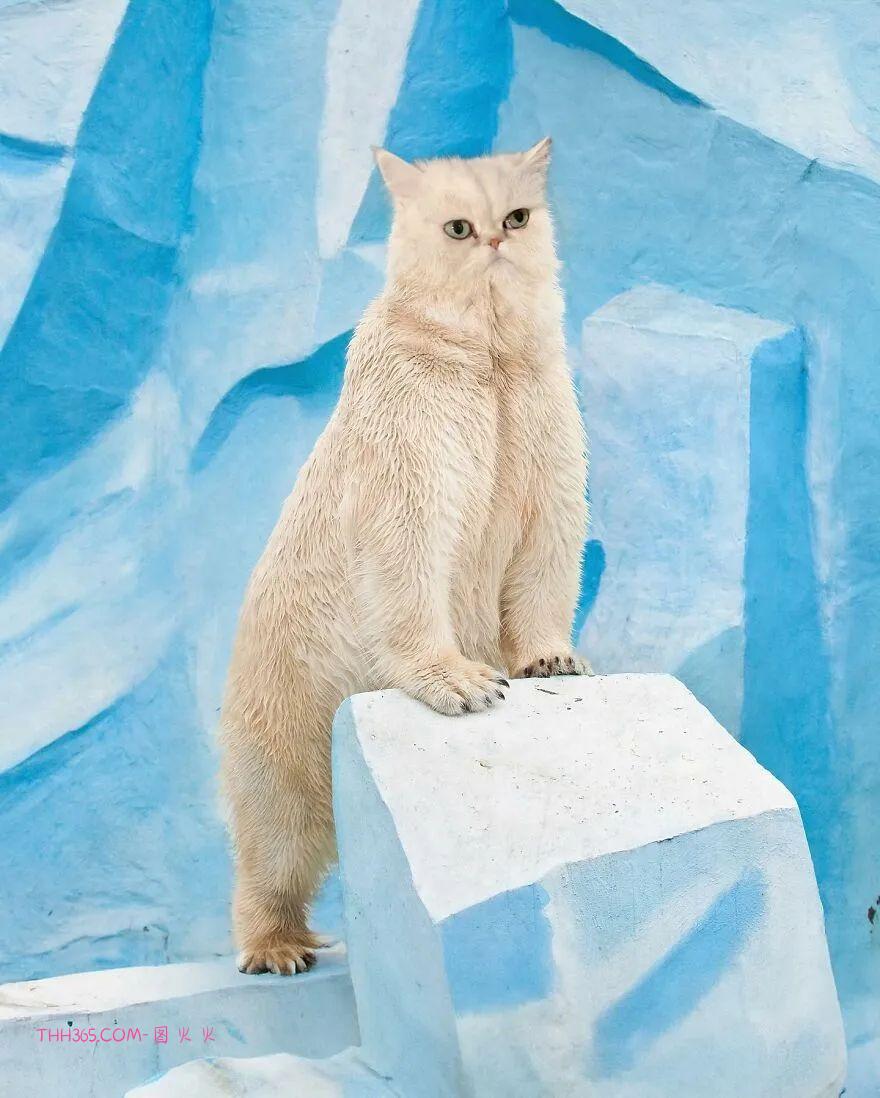 太有趣了！16幅异想天开的混搭动物，越看越有意思插图15