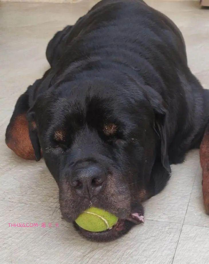 12张有趣的宠物图片，原来养宠物的生活也可以很有趣插图8