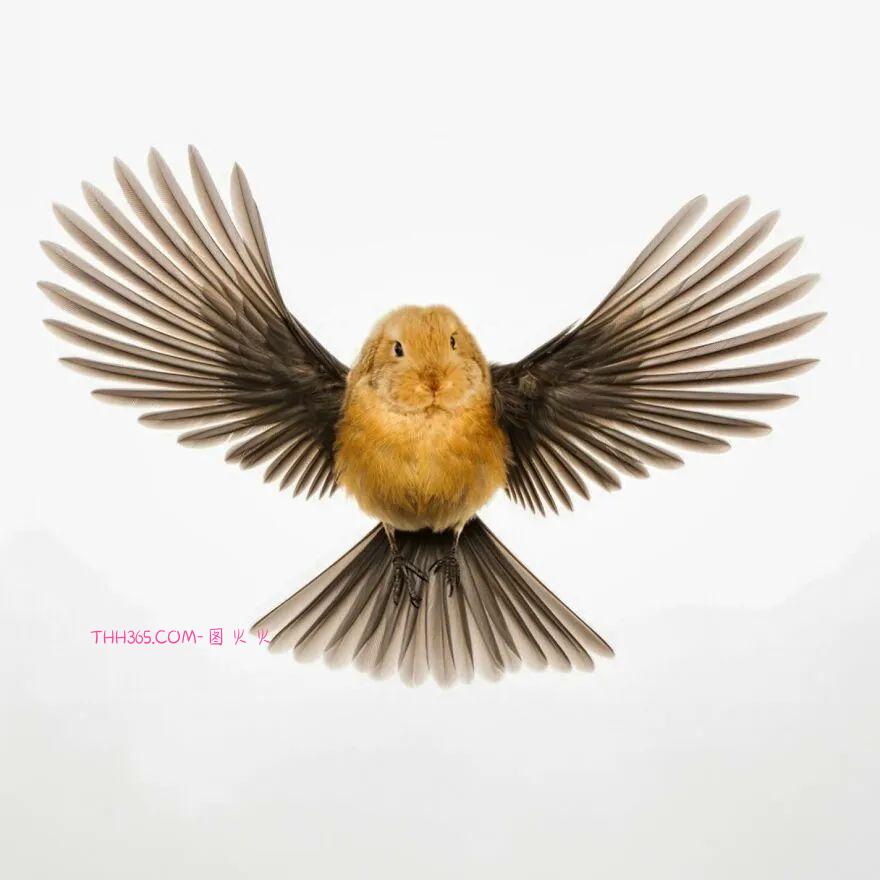 太有趣了！16幅异想天开的混搭动物，越看越有意思插图8