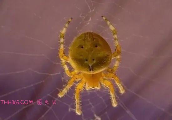 5种可爱的蜘蛛，让你远离蜘蛛恐惧症插图5
