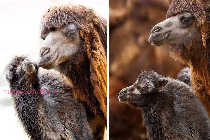 向动物妈妈致敬：15张照片，每一张看了都让人为之动容插图7