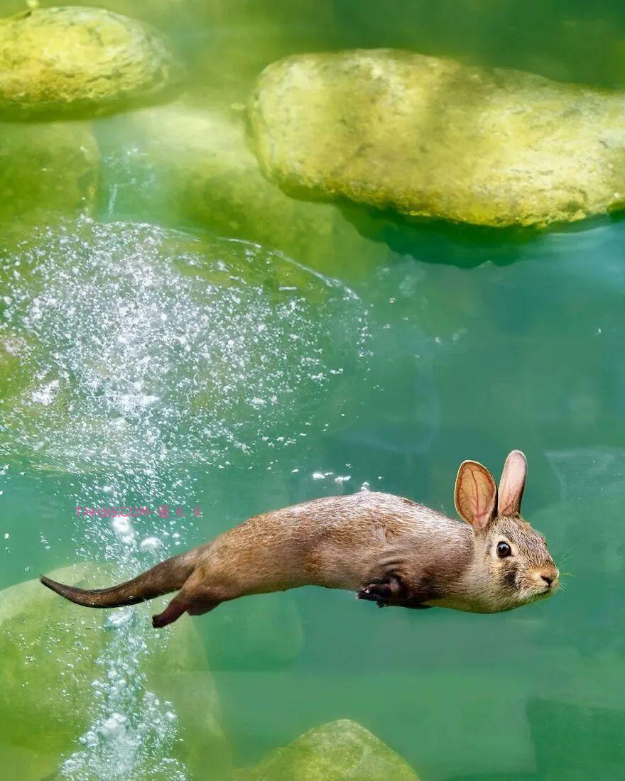 太有趣了！16幅异想天开的混搭动物，越看越有意思插图12