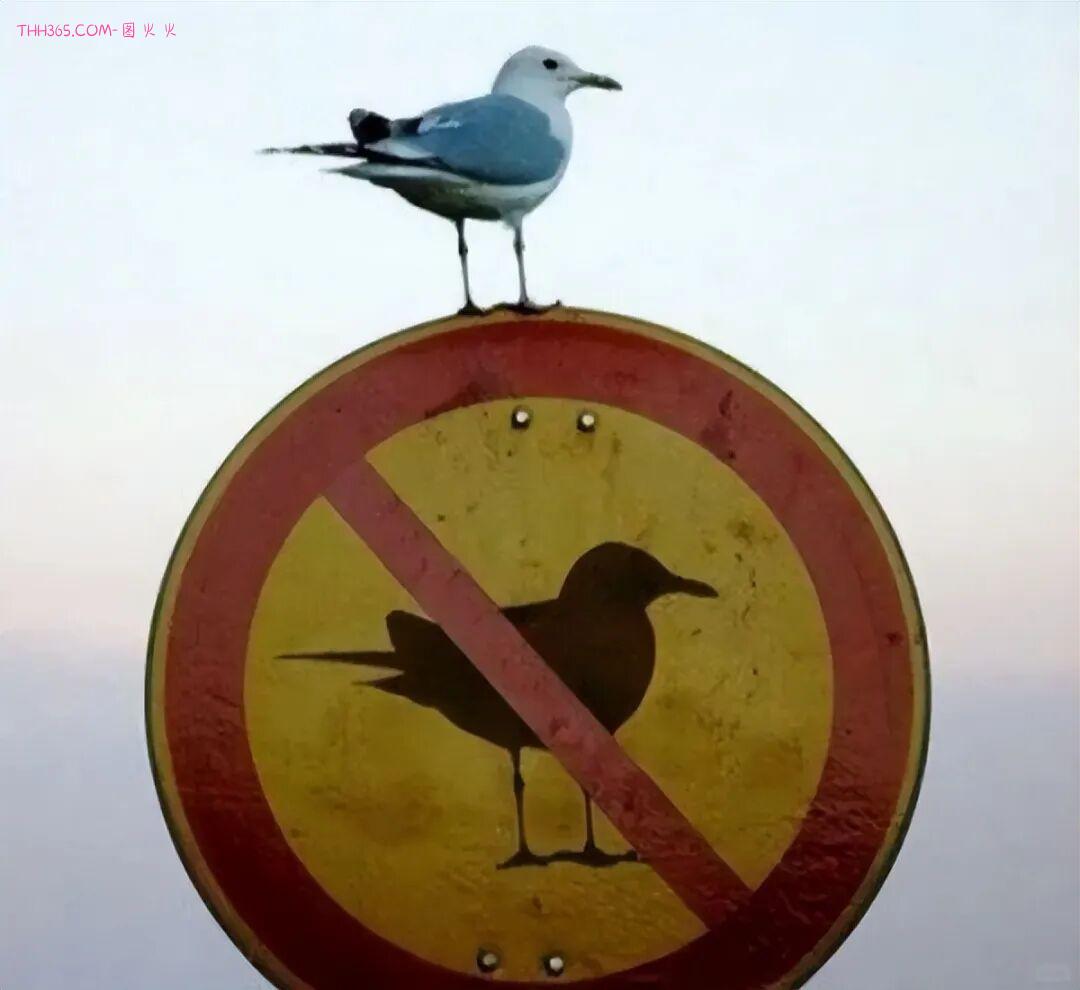 巧合界的天花板：20张照片太离谱，现实都编不出这样的剧本插图11