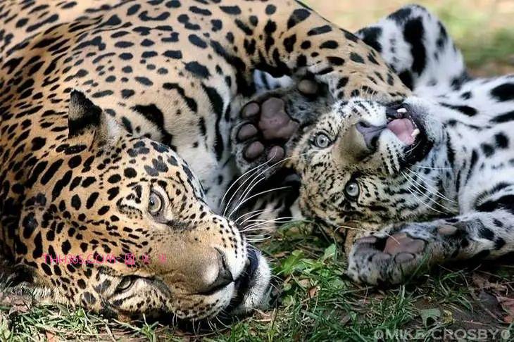 太搞笑了！动物父母的“带娃”史，原来也没那么简单插图12