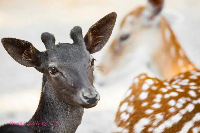 向动物妈妈致敬：15张照片，每一张看了都让人为之动容插图8