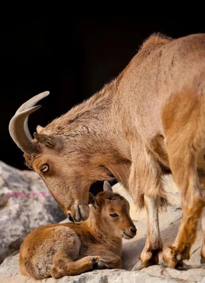 向动物妈妈致敬：15张照片，每一张看了都让人为之动容插图15