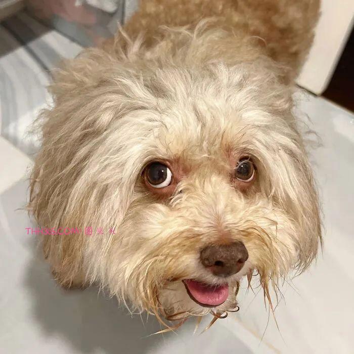 “带着人类微笑的狗狗”，融化了众多网友的心，意外走红插图2