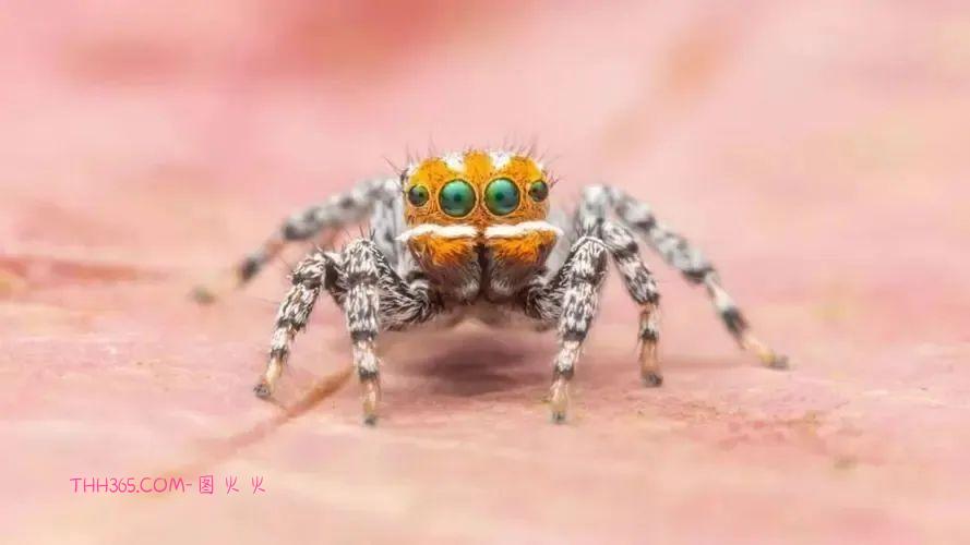 5种可爱的蜘蛛，让你远离蜘蛛恐惧症插图4
