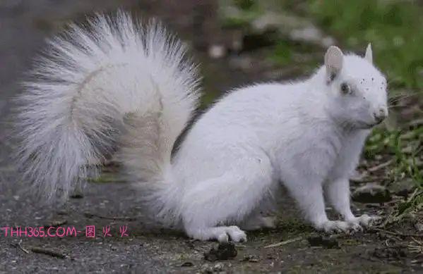 12种令人心情愉悦的独特动物，让人惊叹不已插图12