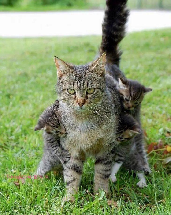 太搞笑了！动物父母的“带娃”史，原来也没那么简单插图10