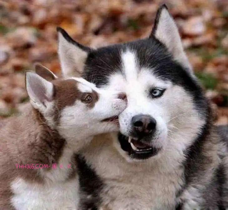 太搞笑了！动物父母的“带娃”史，原来也没那么简单插图1