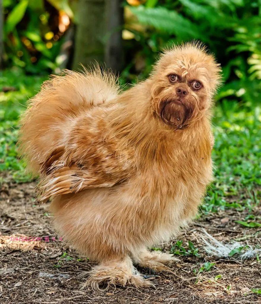 太有趣了！16幅异想天开的混搭动物，越看越有意思插图4