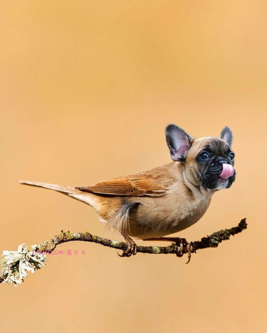 太有趣了！16幅异想天开的混搭动物，越看越有意思插图10