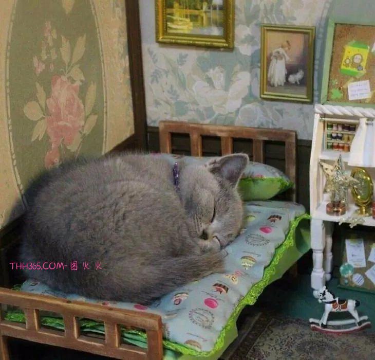 戴帽子的螃蟹，手掌大小的刺猬，看完这些小可爱，不信你不心动插图4