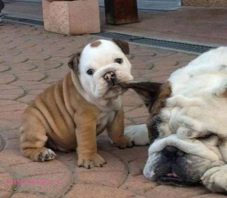 太搞笑了！动物父母的“带娃”史，原来也没那么简单插图5