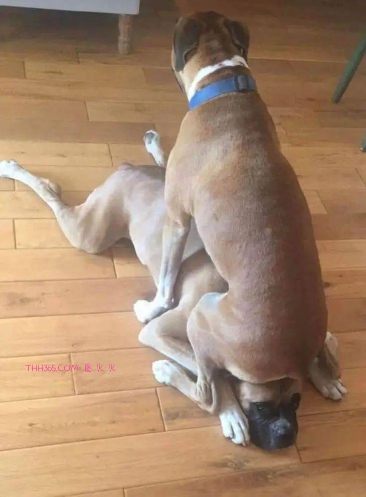 12张有趣的宠物图片，原来养宠物的生活也可以很有趣插图4