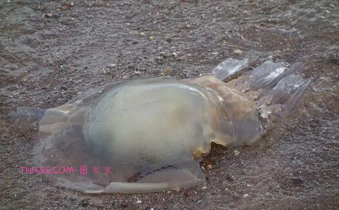 幽灵虾和海牛鱼，10种神奇的透明动物，你见过几个插图6