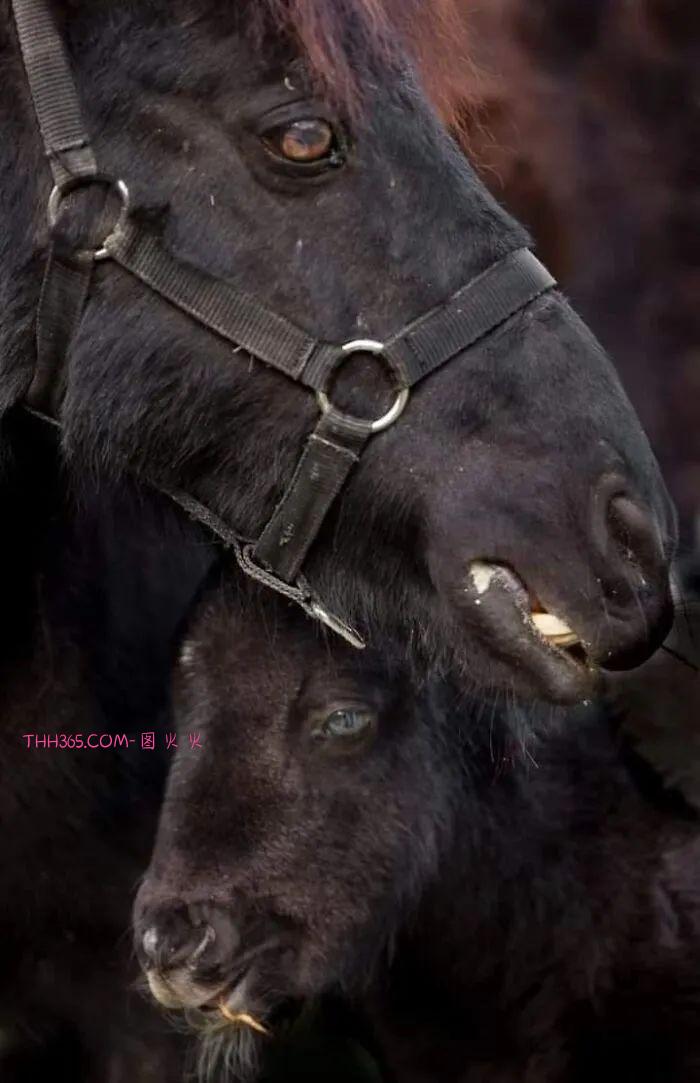 向动物妈妈致敬：15张照片，每一张看了都让人为之动容插图16