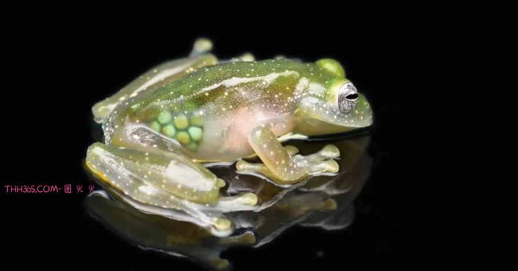 幽灵虾和海牛鱼，10种神奇的透明动物，你见过几个插图4