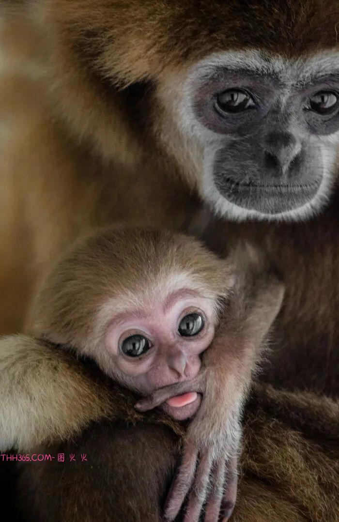 向动物妈妈致敬：15张照片，每一张看了都让人为之动容插图1