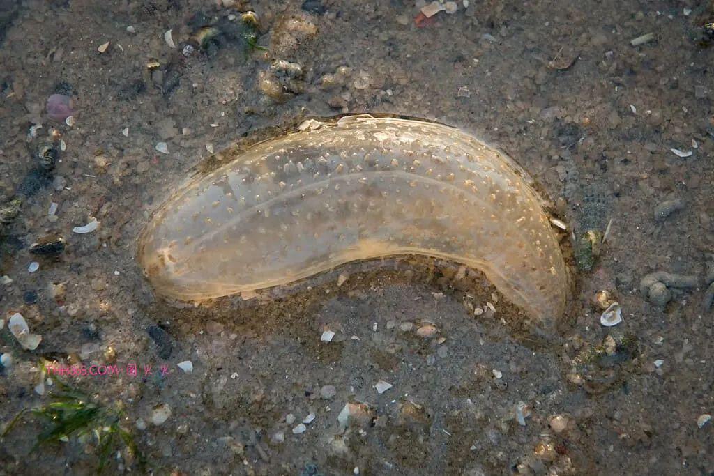 幽灵虾和海牛鱼，10种神奇的透明动物，你见过几个插图8