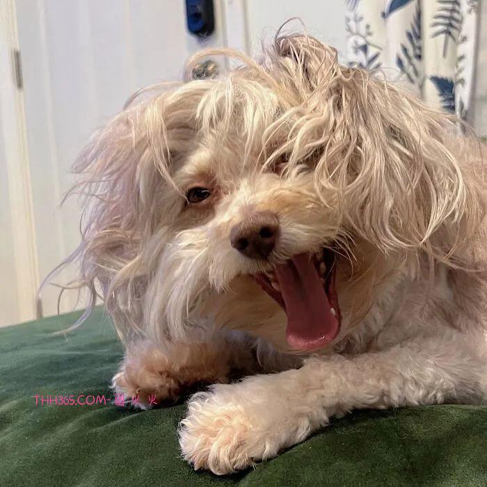 “带着人类微笑的狗狗”，融化了众多网友的心，意外走红插图3