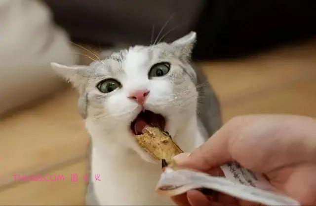 给猫选择食物时要考虑什么，专家这样说……插图1