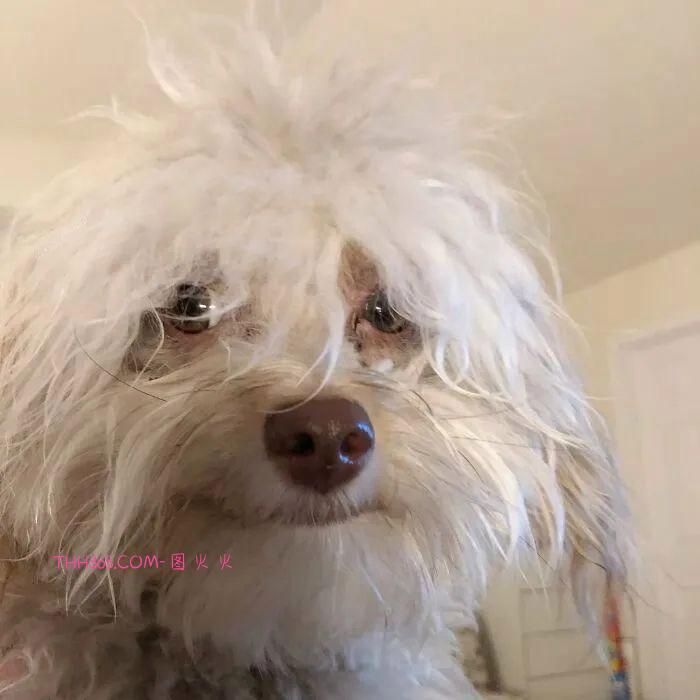 “带着人类微笑的狗狗”，融化了众多网友的心，意外走红插图1