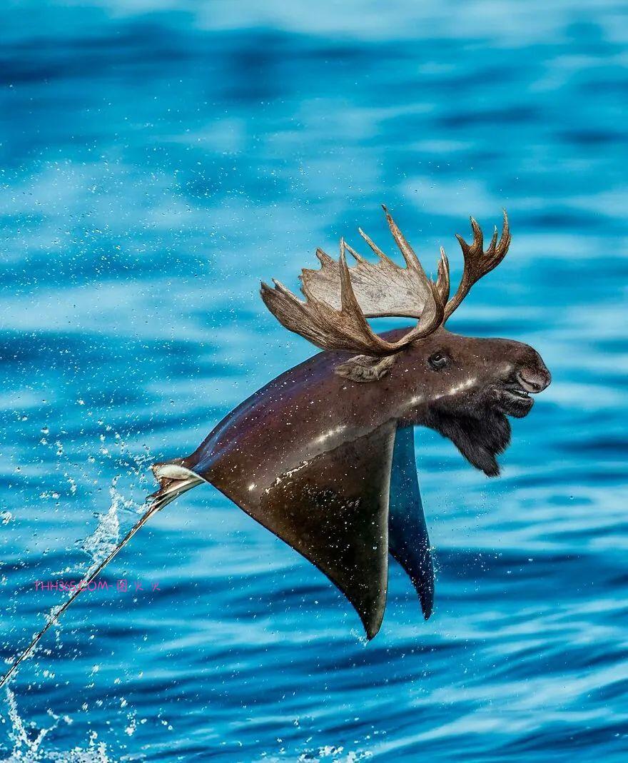 太有趣了！16幅异想天开的混搭动物，越看越有意思插图16