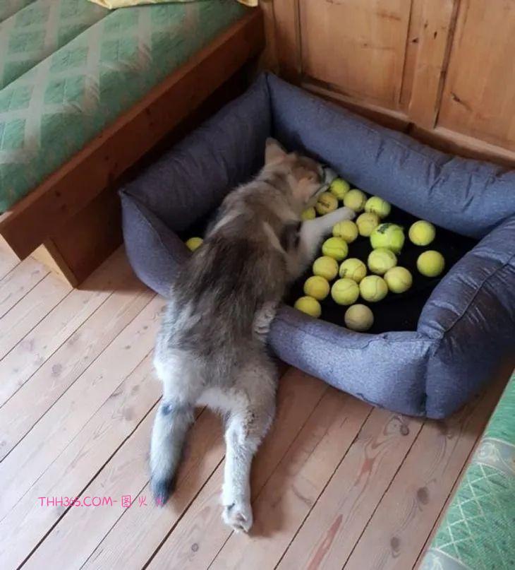 12张有趣的宠物图片，原来养宠物的生活也可以很有趣插图11