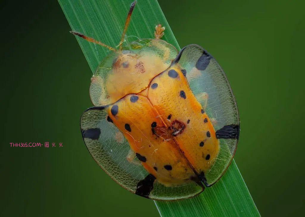幽灵虾和海牛鱼，10种神奇的透明动物，你见过几个插图9