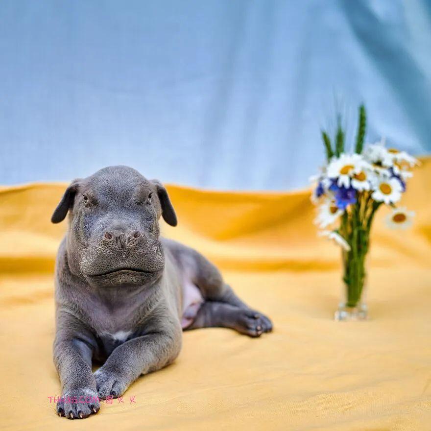 太有趣了！16幅异想天开的混搭动物，越看越有意思插图6