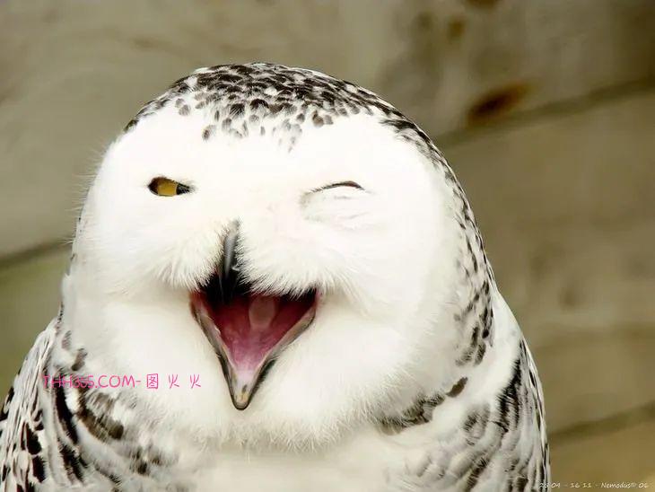 16种可爱的笑脸动物，边看边微笑插图5