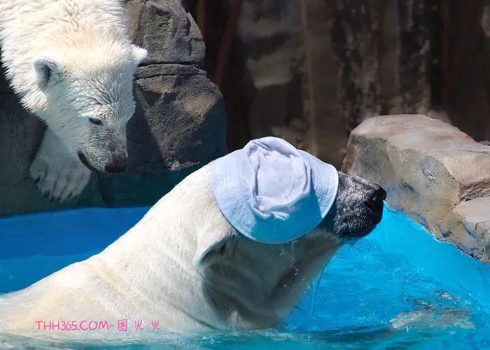 北极熊将一顶帽子玩出新戏法,网友:越看越想看,可爱极了!插图6 北极熊将一顶帽子玩出新戏法,网友:越看越想看,可爱极了!插图6