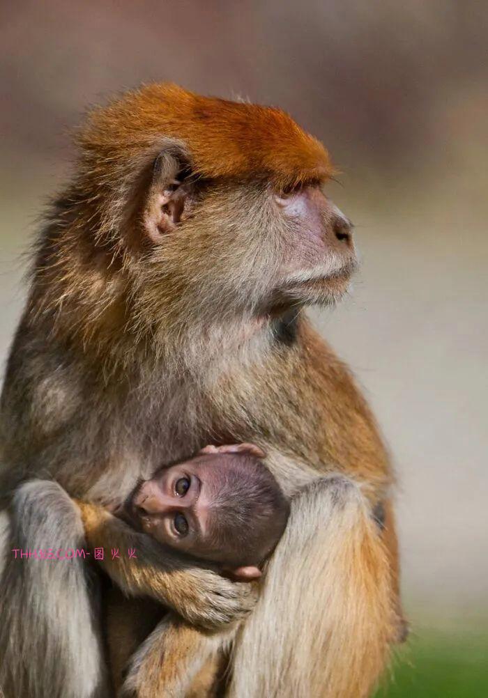 向动物妈妈致敬：15张照片，每一张看了都让人为之动容插图9