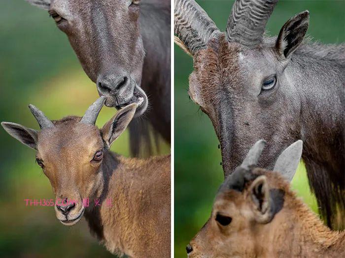 向动物妈妈致敬：15张照片，每一张看了都让人为之动容插图5