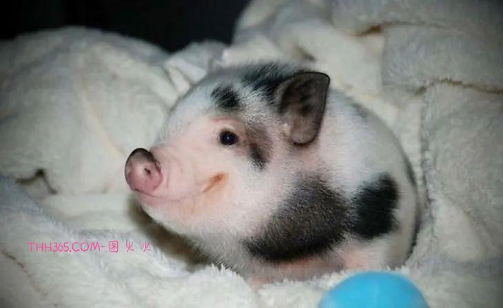 16种可爱的笑脸动物，边看边微笑插图1