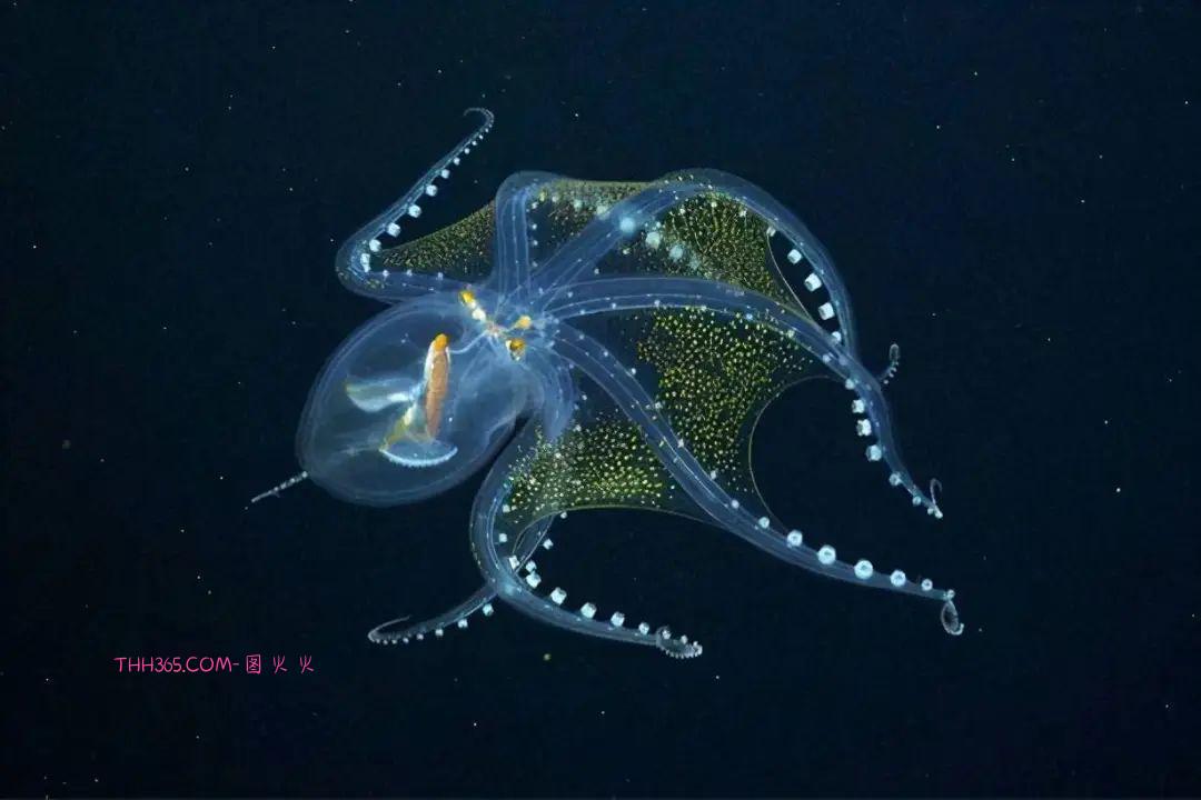 幽灵虾和海牛鱼，10种神奇的透明动物，你见过几个插图5
