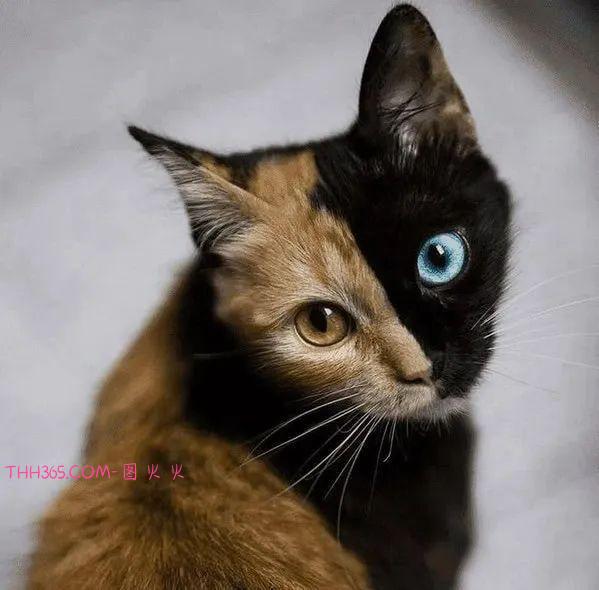 12种令人心情愉悦的独特动物，让人惊叹不已插图2