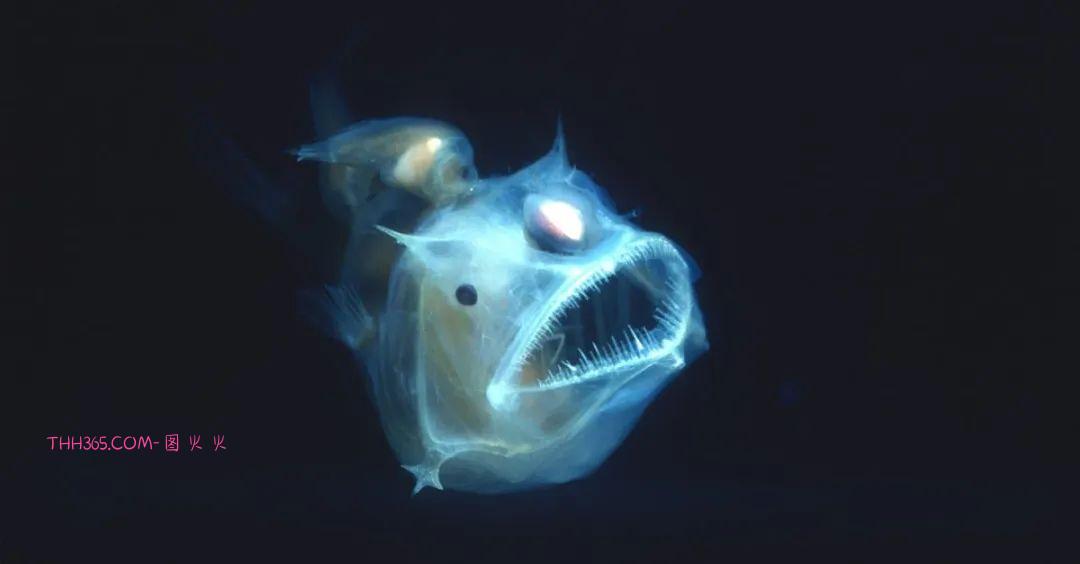 幽灵虾和海牛鱼，10种神奇的透明动物，你见过几个插图2